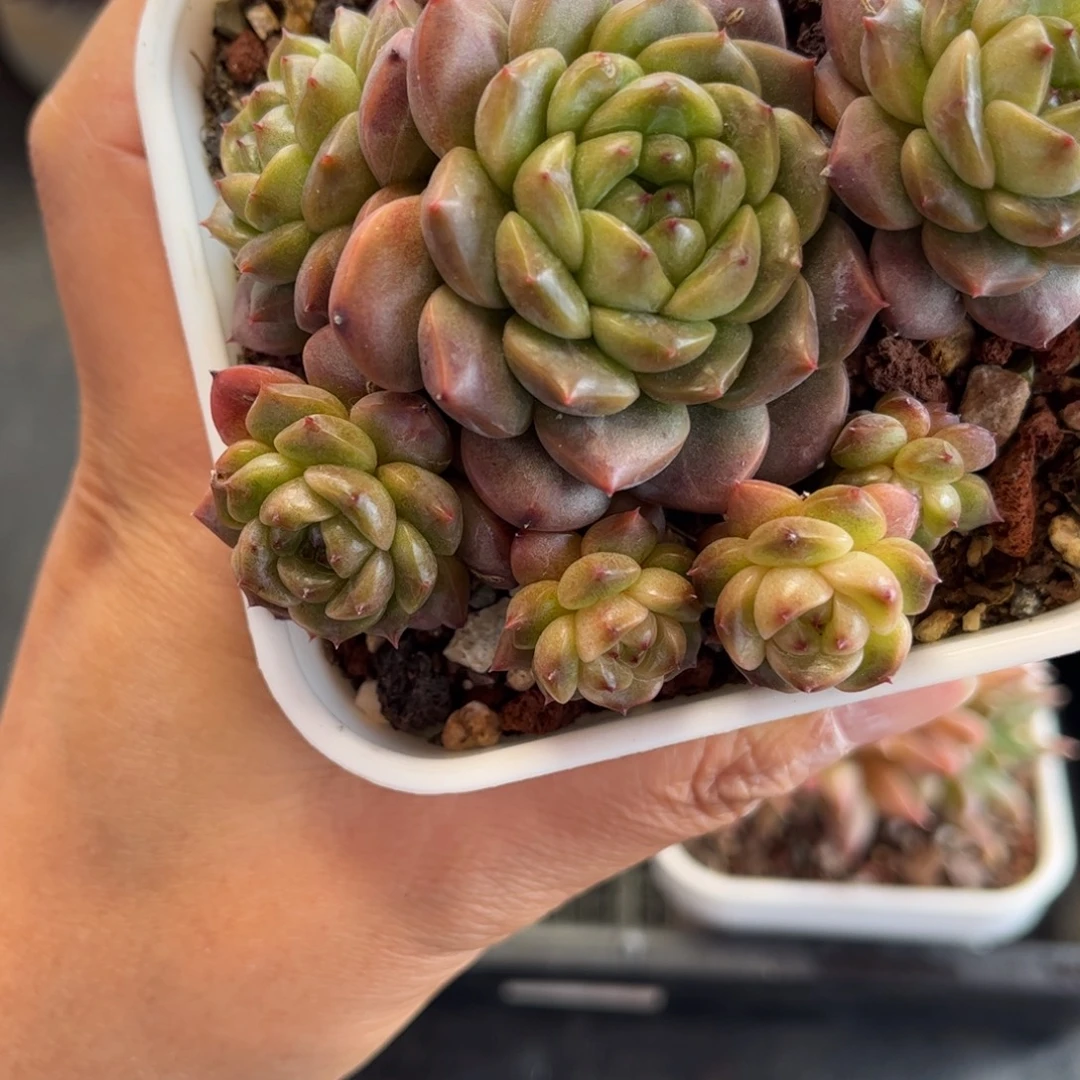 不***调1329 天冷必拍保温箱