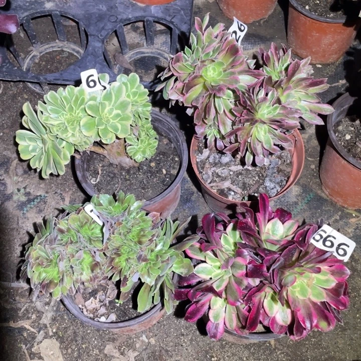 4颗12厘米左右小缀666号