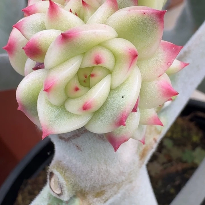 蓝龙侧芽一物一拍