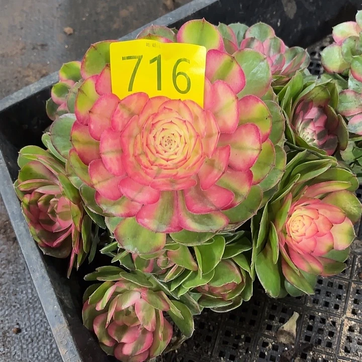 哈哈多肉葡萄福利来716