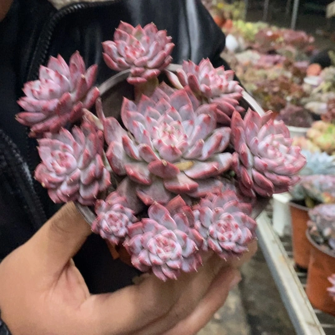 霜花小老桩手捧多肉