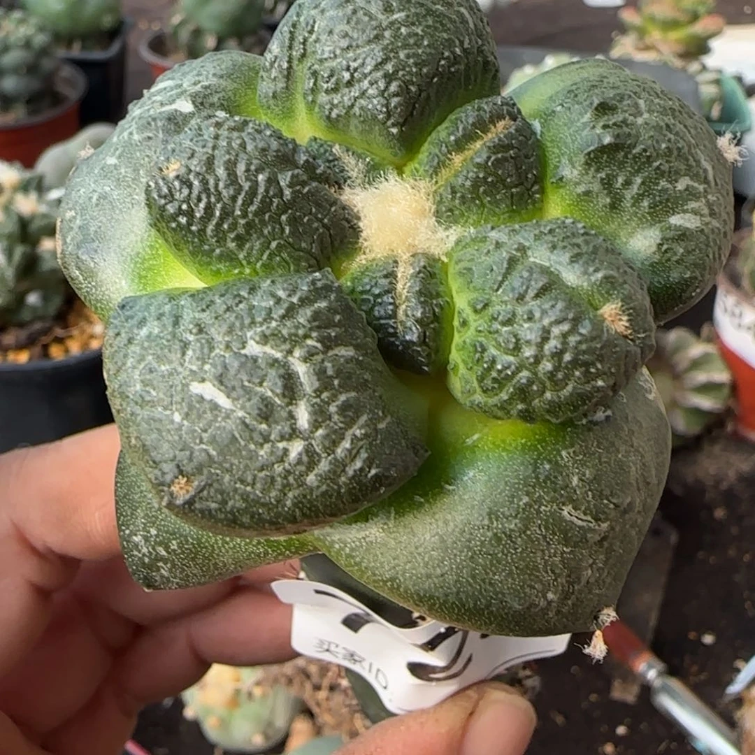 【闪购商品】日系大尤连山729