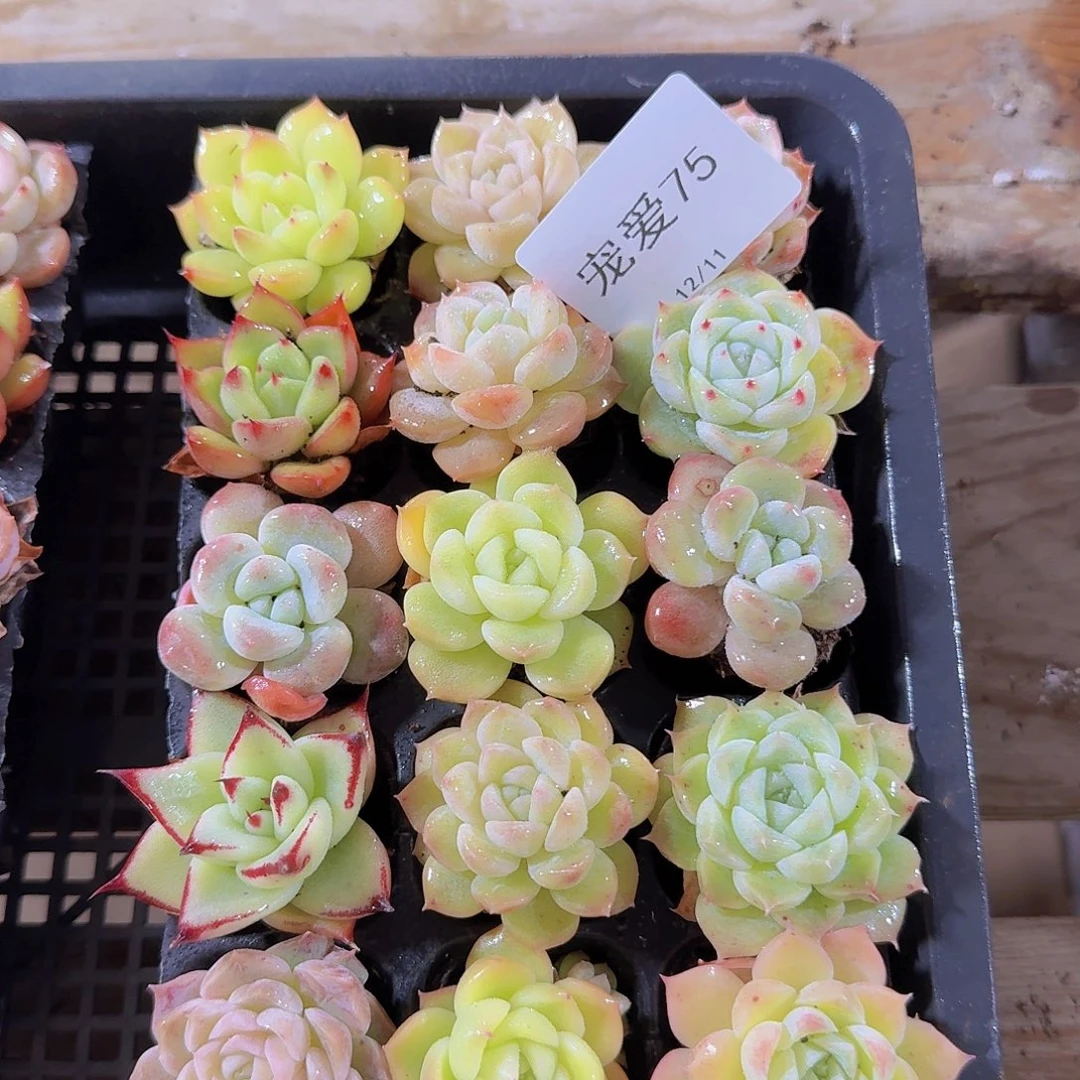 直播福利一物一拍75