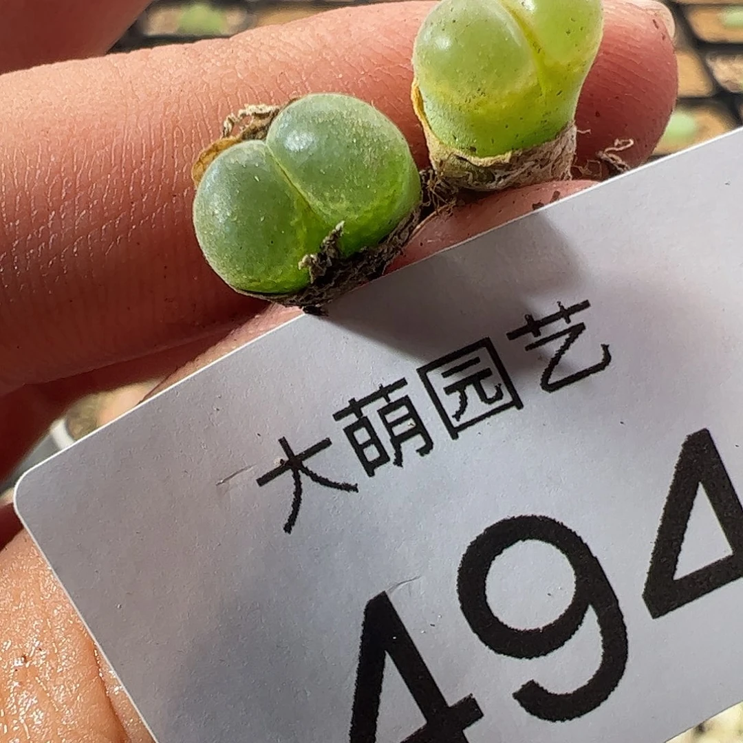 0000一物一拍……494温莎城堡