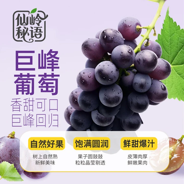 福安巨峰葡萄 新鲜当季孕妇水果整串包甜冷链