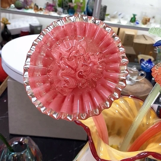 夜光花高45厘米了12厘米