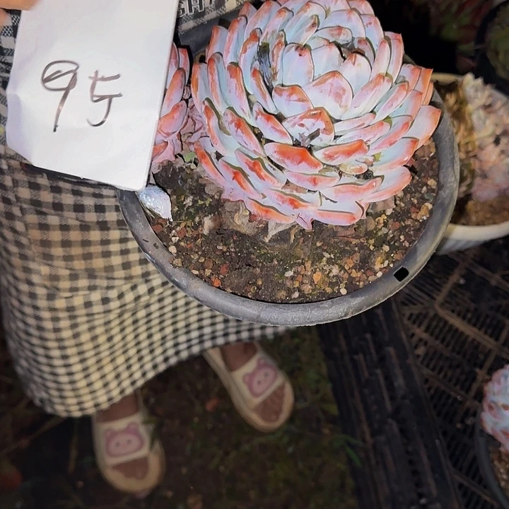 木***木橙梦露 一颗 不包损95号