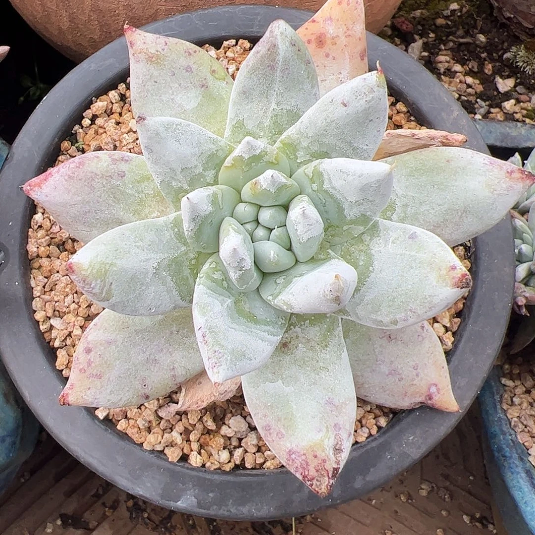 5305牡丹苹果叶仙女杯