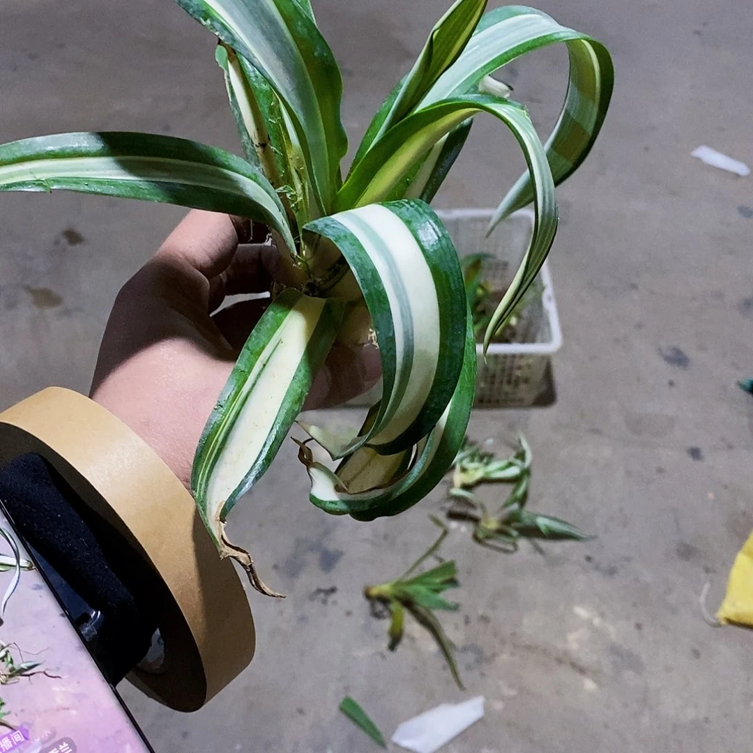 C****?鹦鹉嘴白中斑侧芽0748