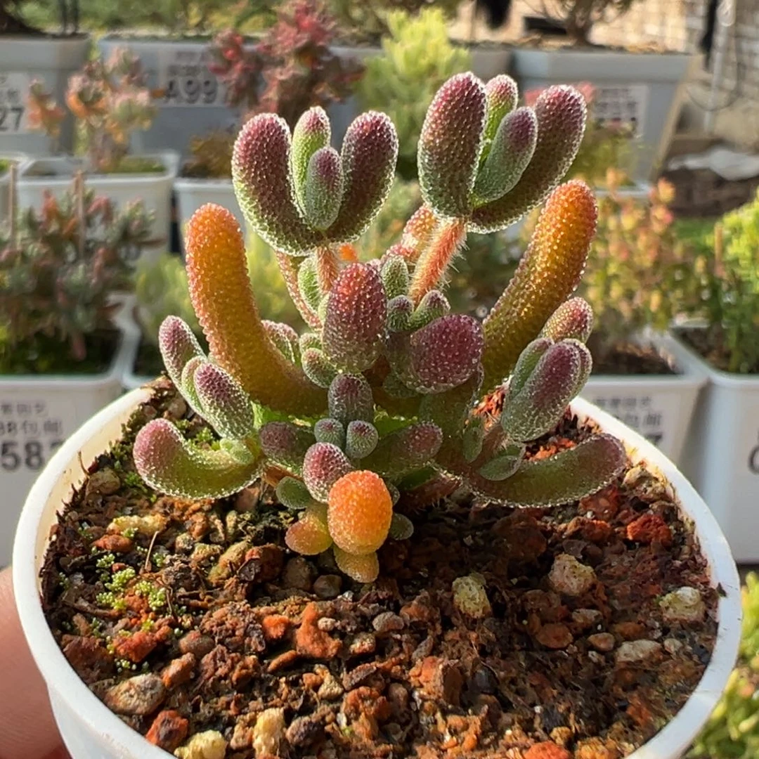 24-631琉璃五圆盆