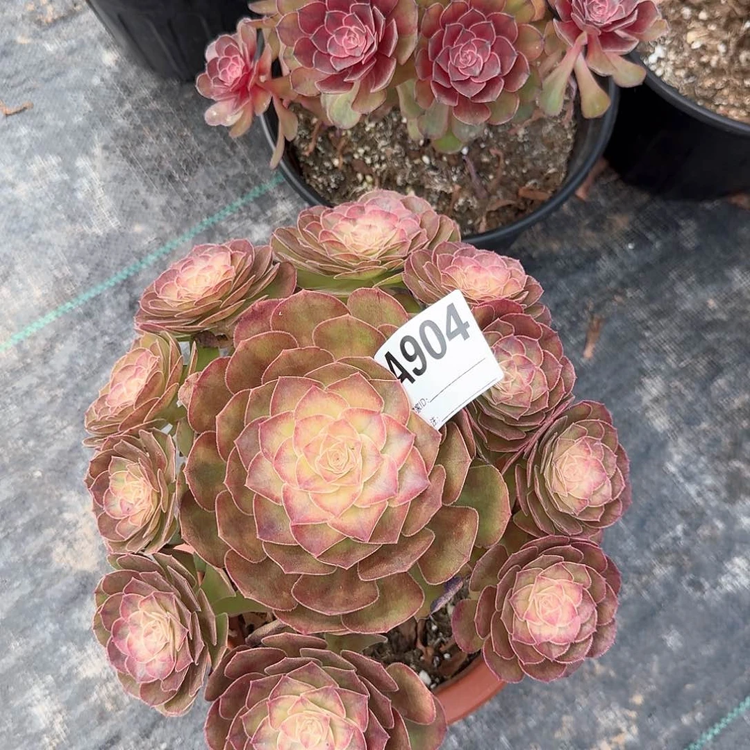 雨荷多肉法师aaa904