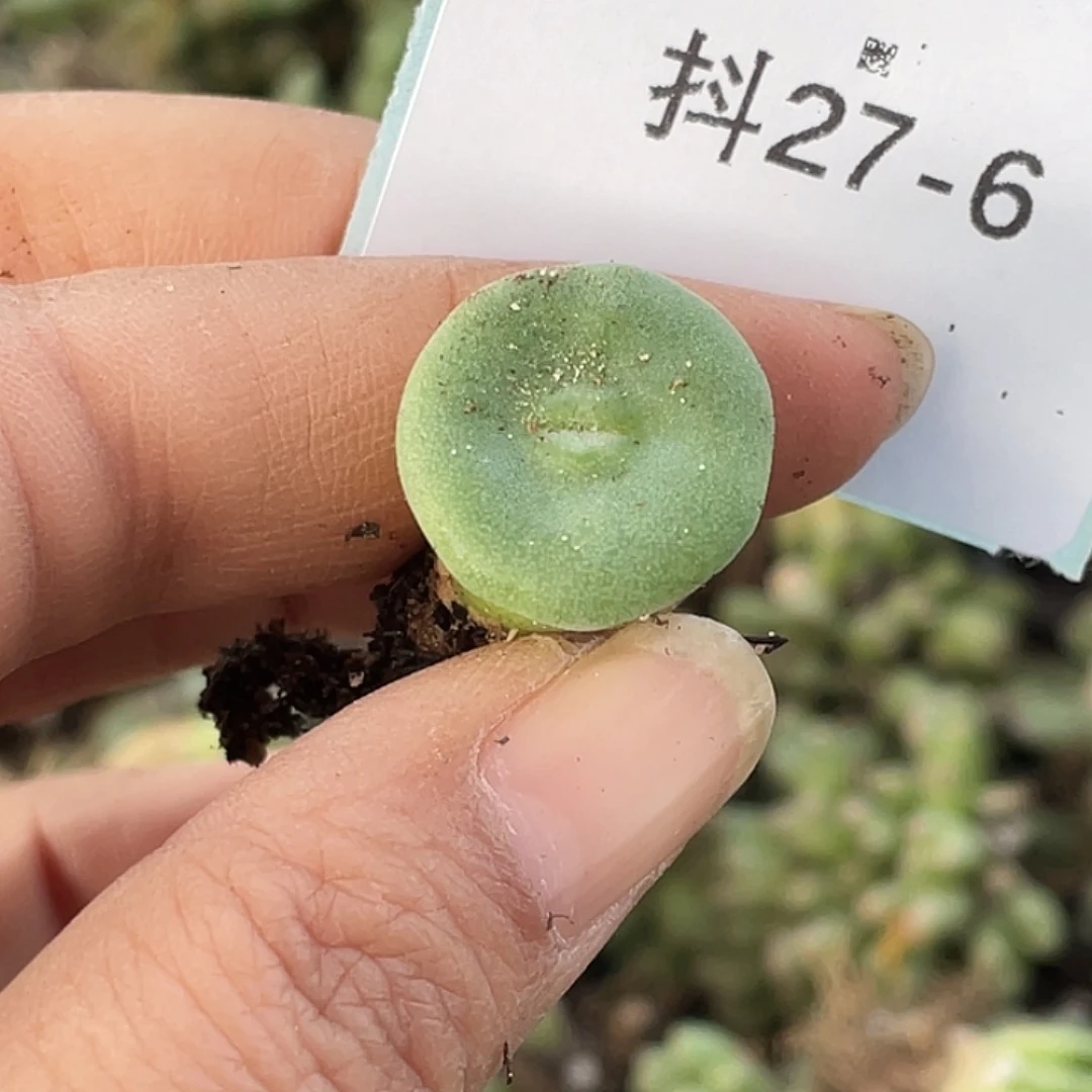 27-6毛钮扣多肉植物