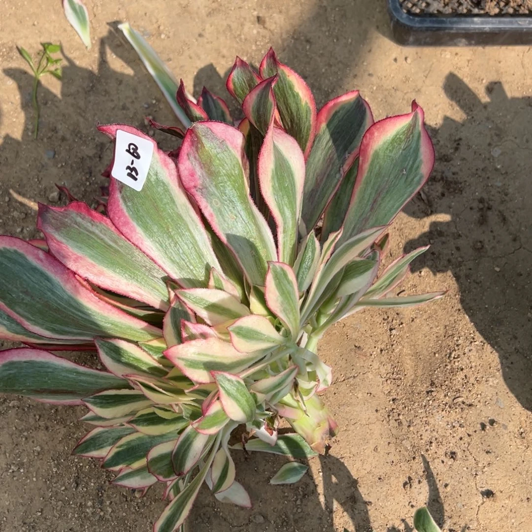 60魅影无根多肉多肉糯柔0