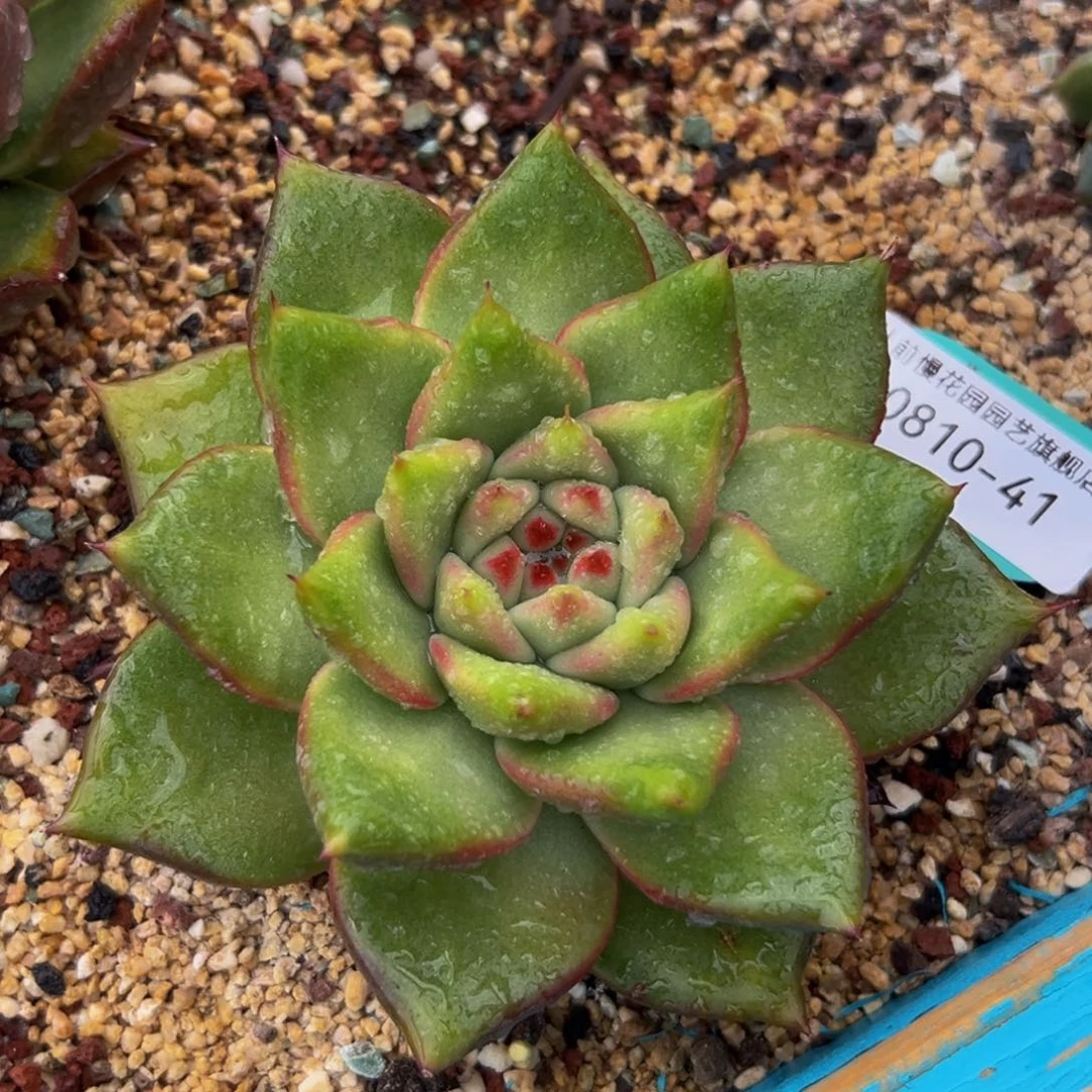 多肉一物一拍0810-41