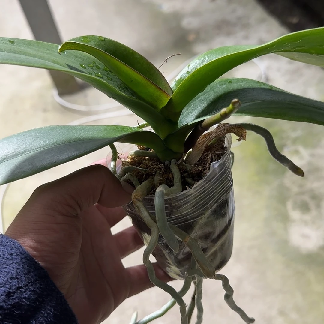 无花朵2.8拉丁舞裙带梗