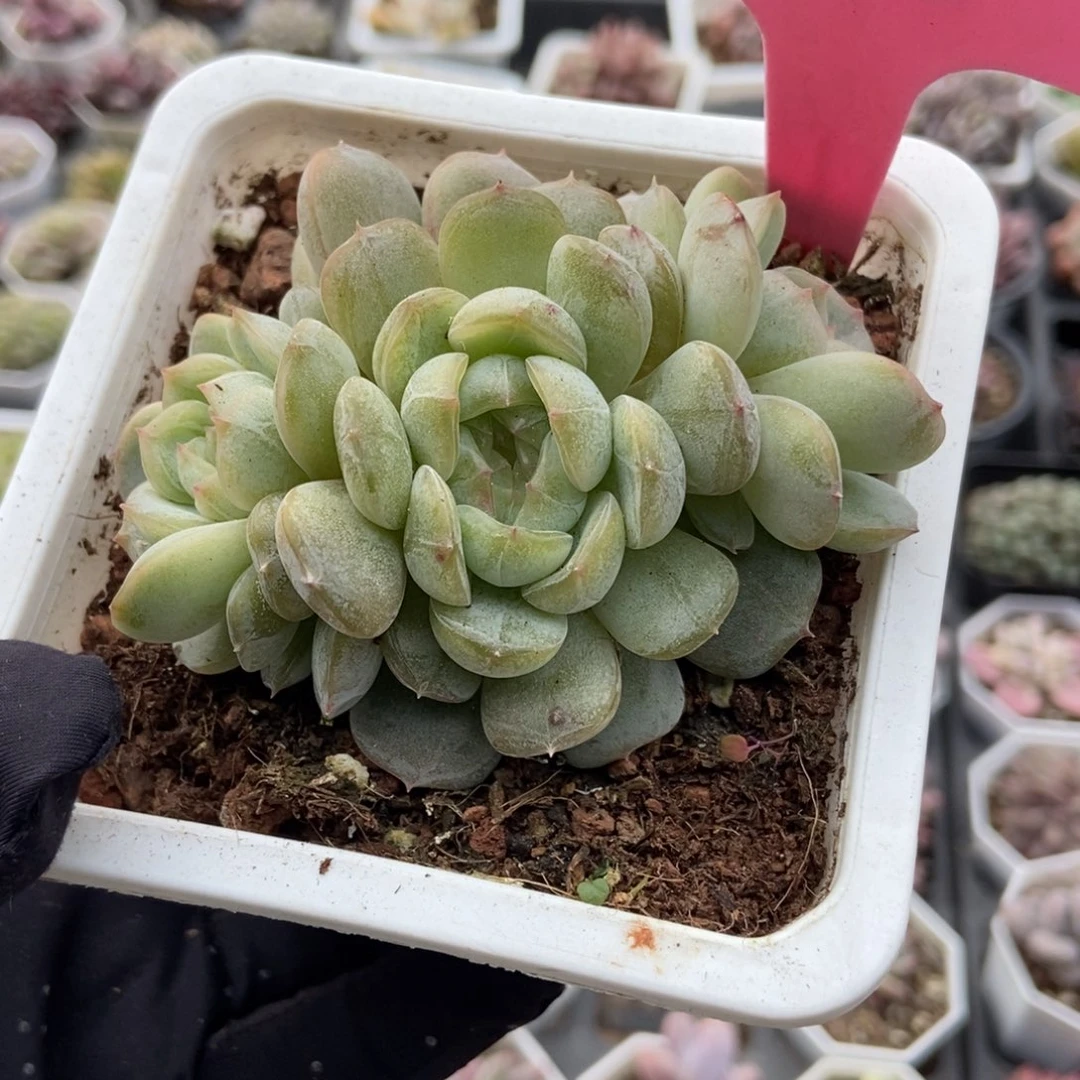 936白恋多肉植物了诺肉