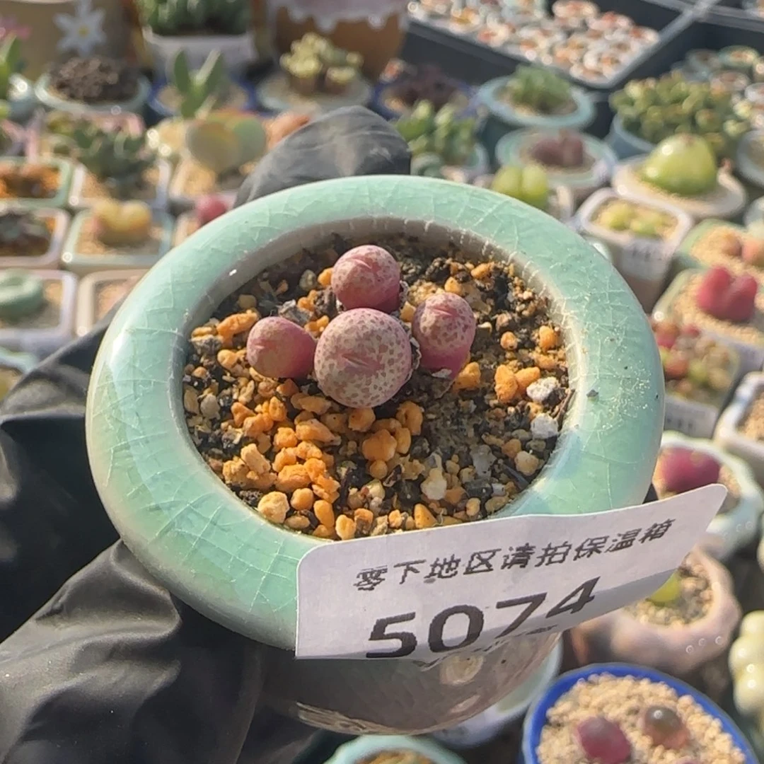 橙***时5074--一物一拍 带盆