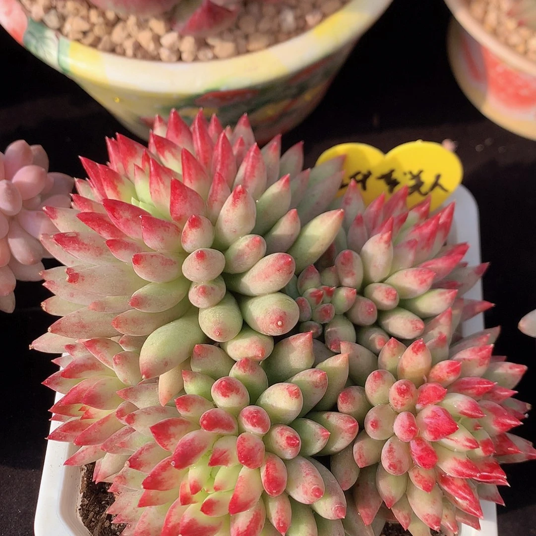 虞美人多肉一物一拍