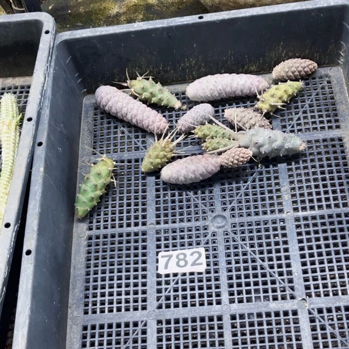 782松丽一物一图如图