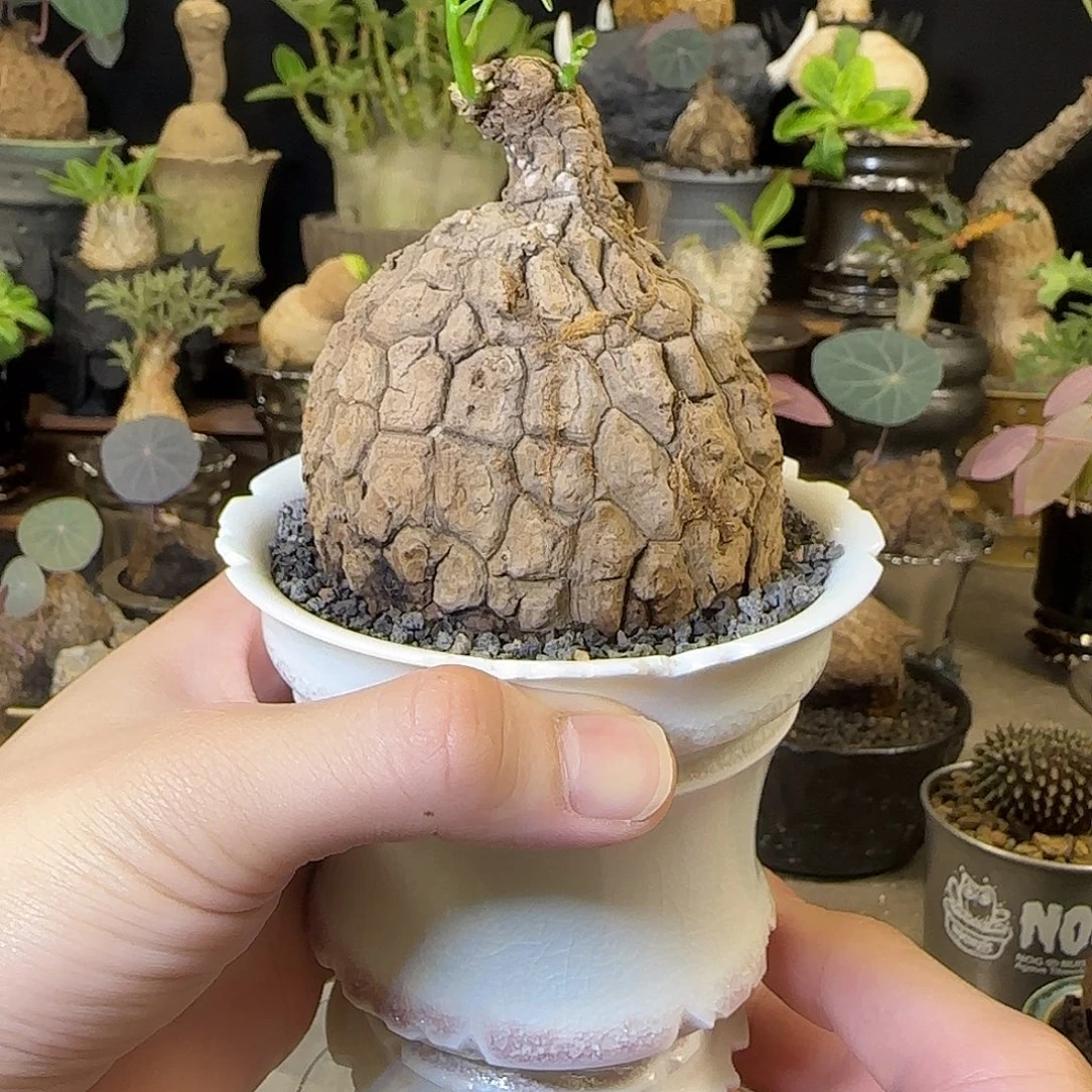 一物一拍老家龙甲龟22