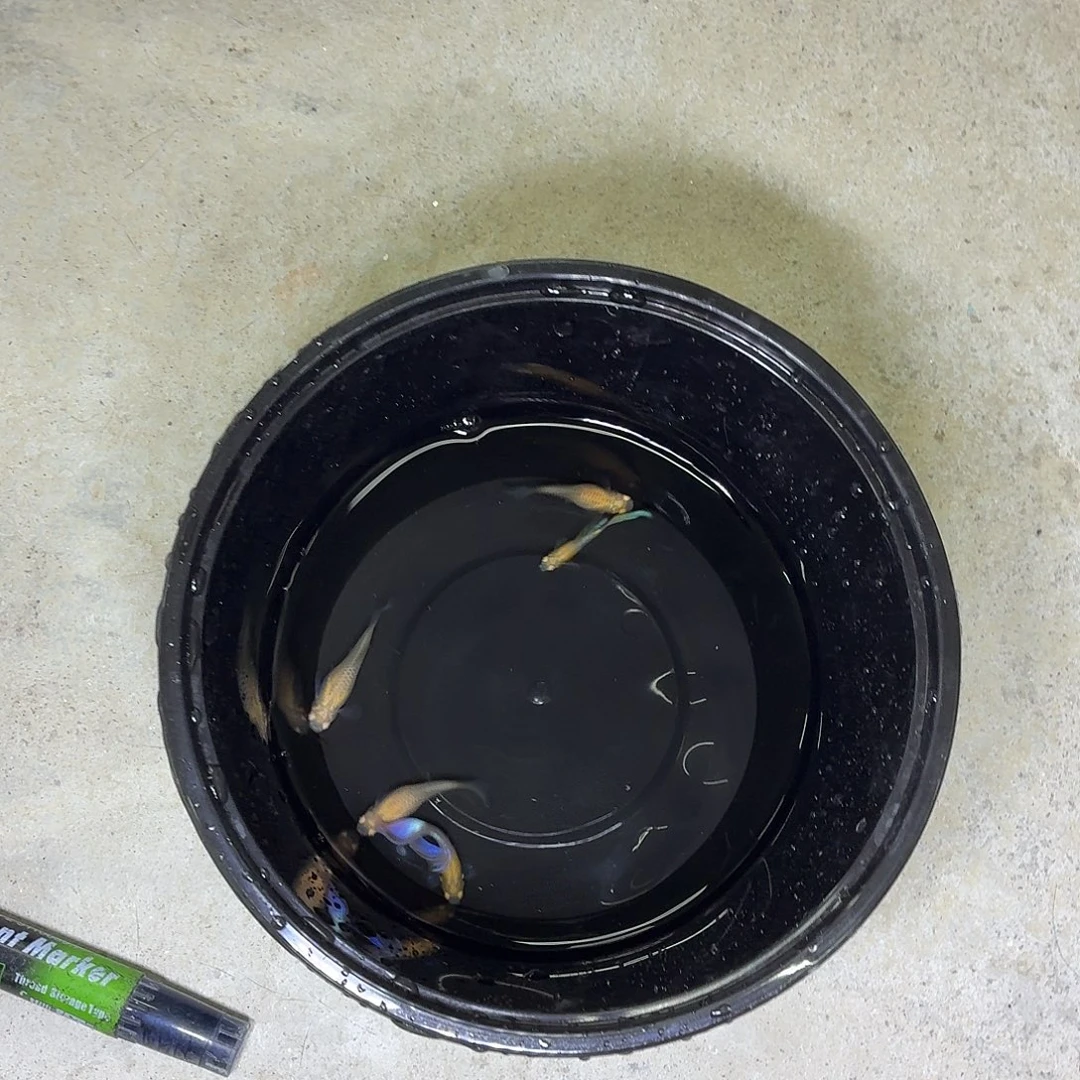 孔雀鱼紫伊莎五条