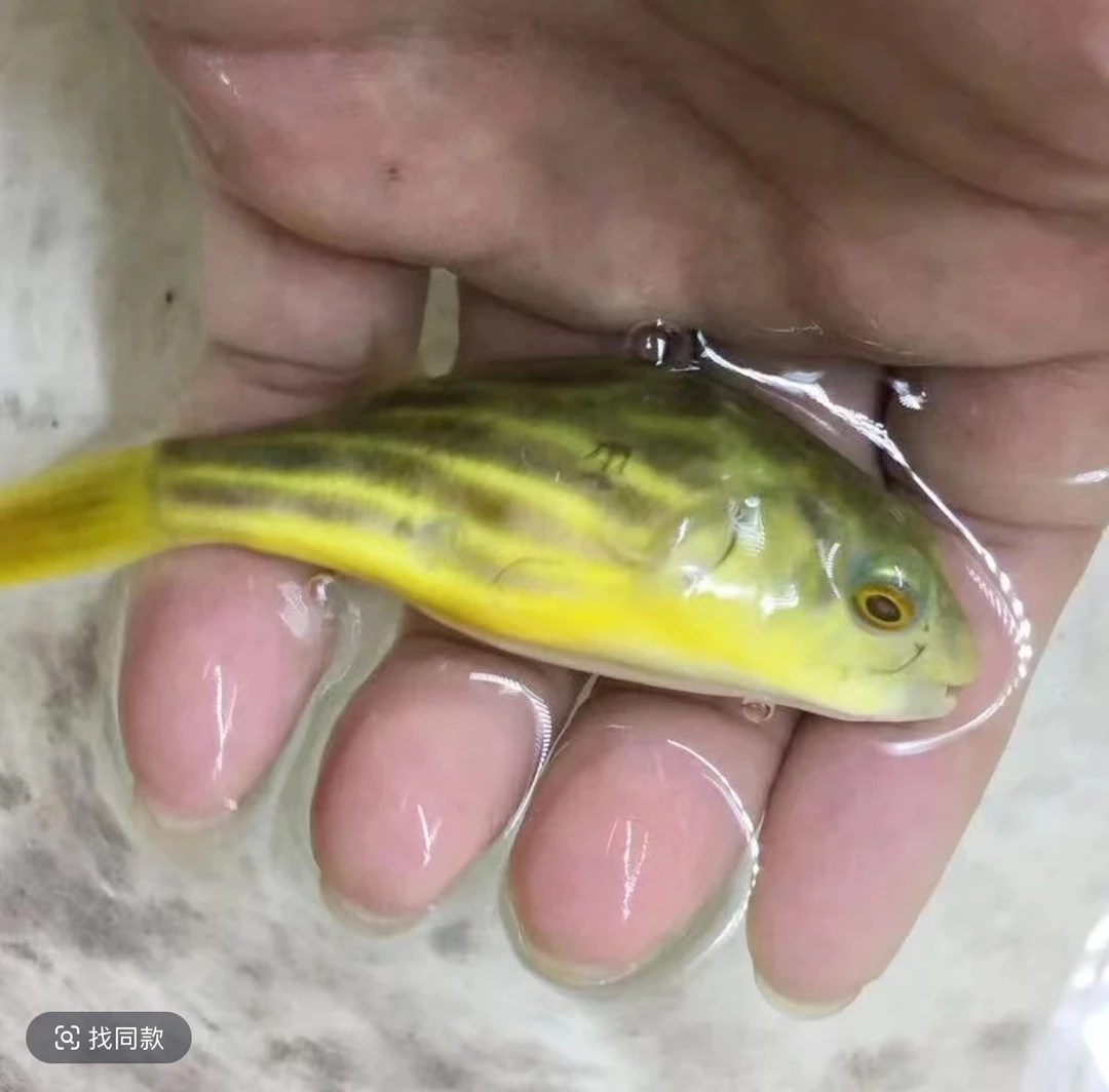 （活体）斑马狗头河豚鱼热带鱼淡水精品斑马狗头好饲养包邮包损网红