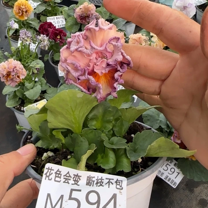 无花朵M594角堇小苗一物一拍默认苗晃