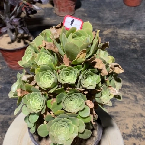绿杨容捧花一物一拍
