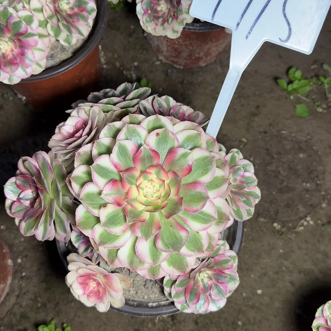 4115倾城多肉法师多肉