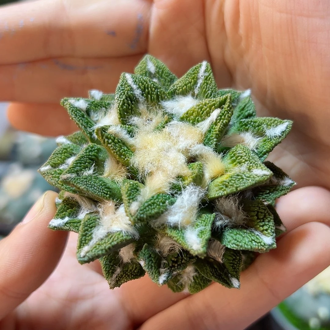 10号苗接无根大尤黄体黑6.5公分