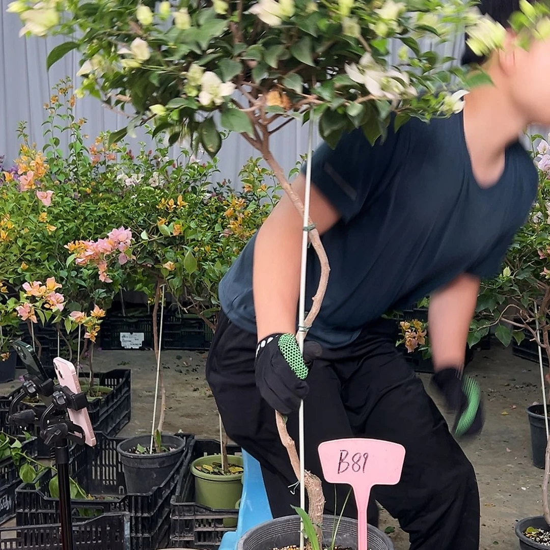 虹***姐当前无花栽培后可以开花B89苹果花