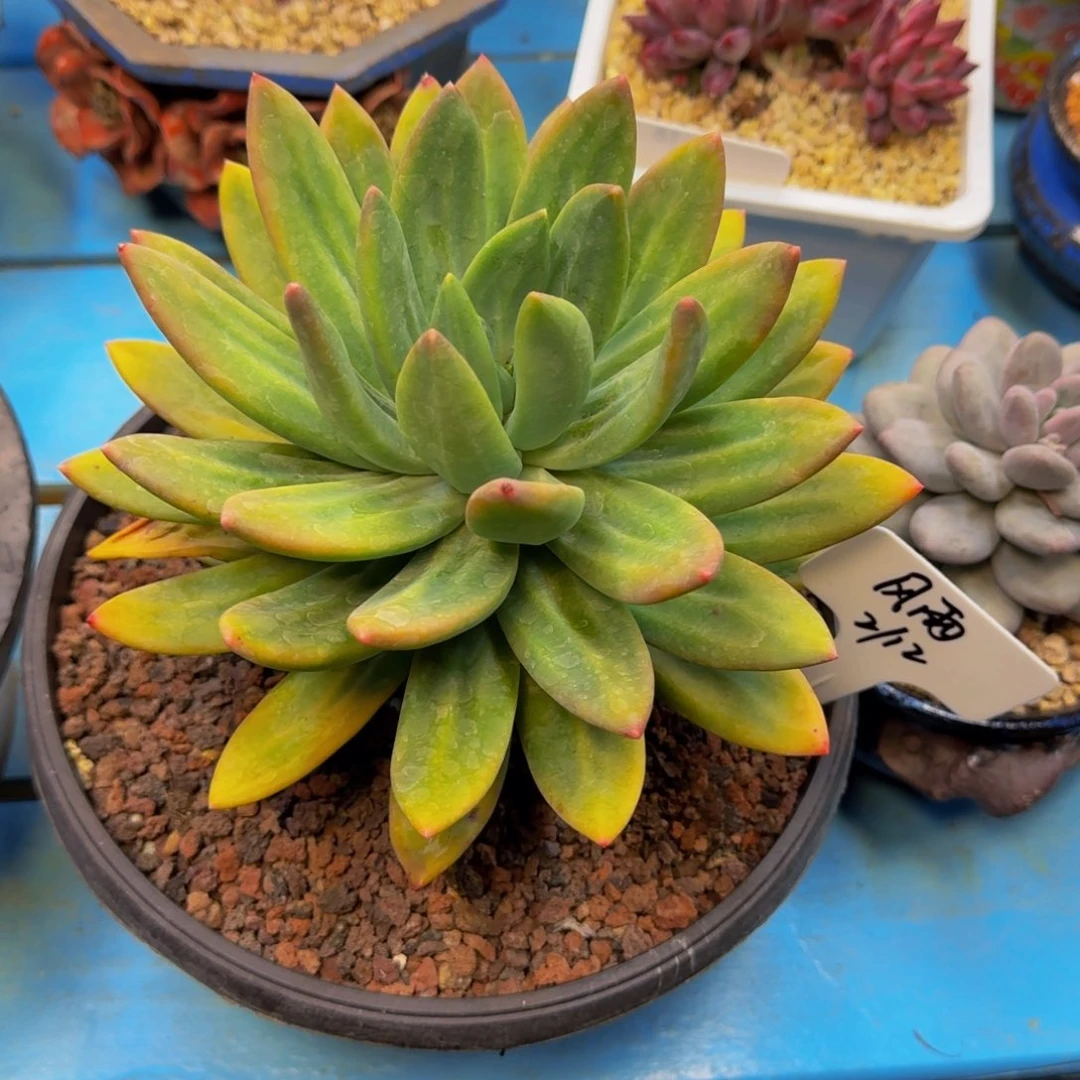 风**里海洋之歌寄养