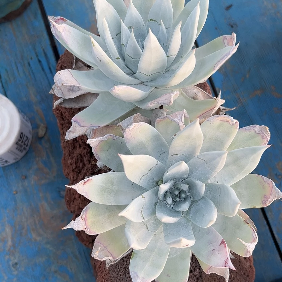 雪山一物一拍1214