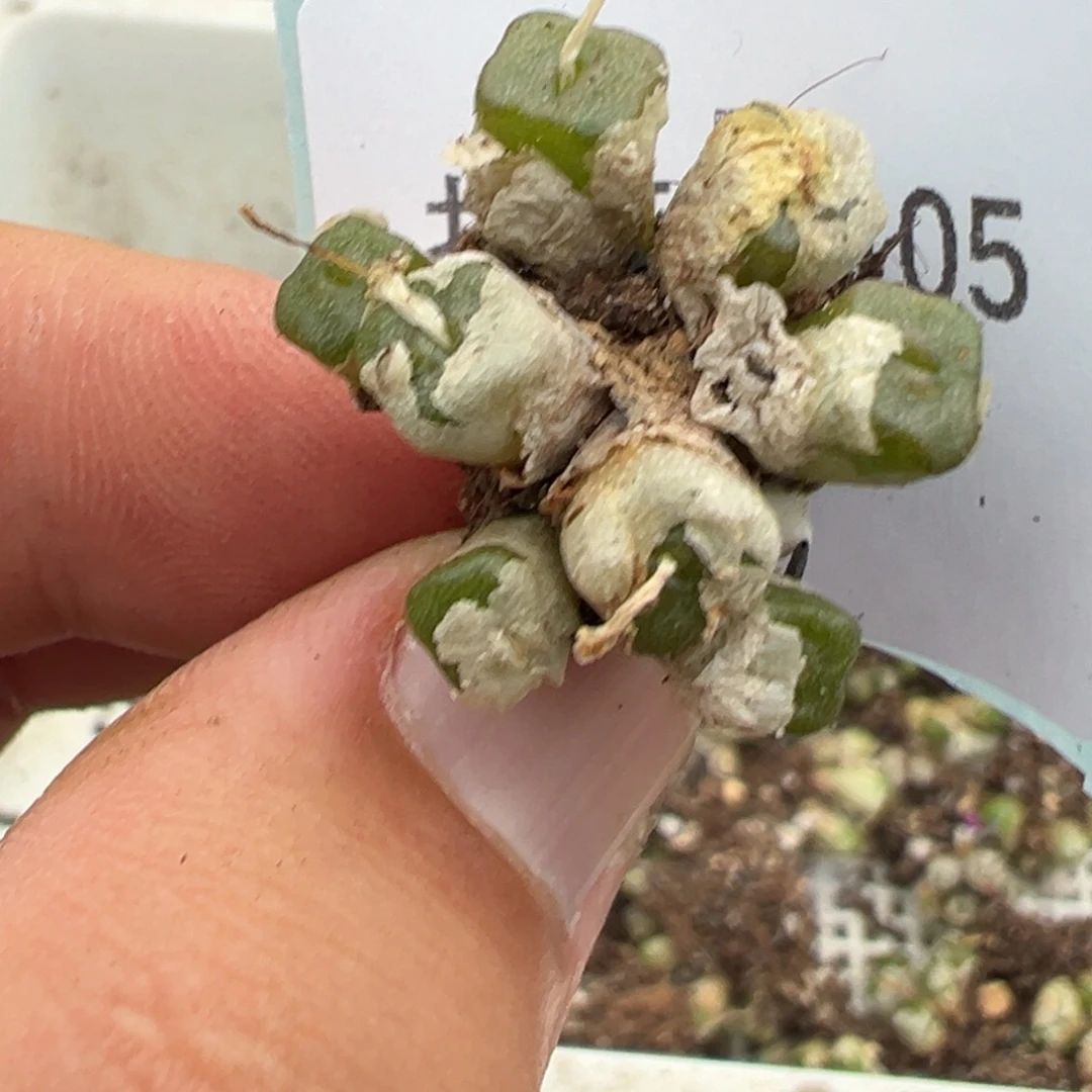 5+105肉锥多肉植物