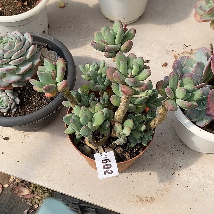 云***儿602苹果奶多肉植物多肉