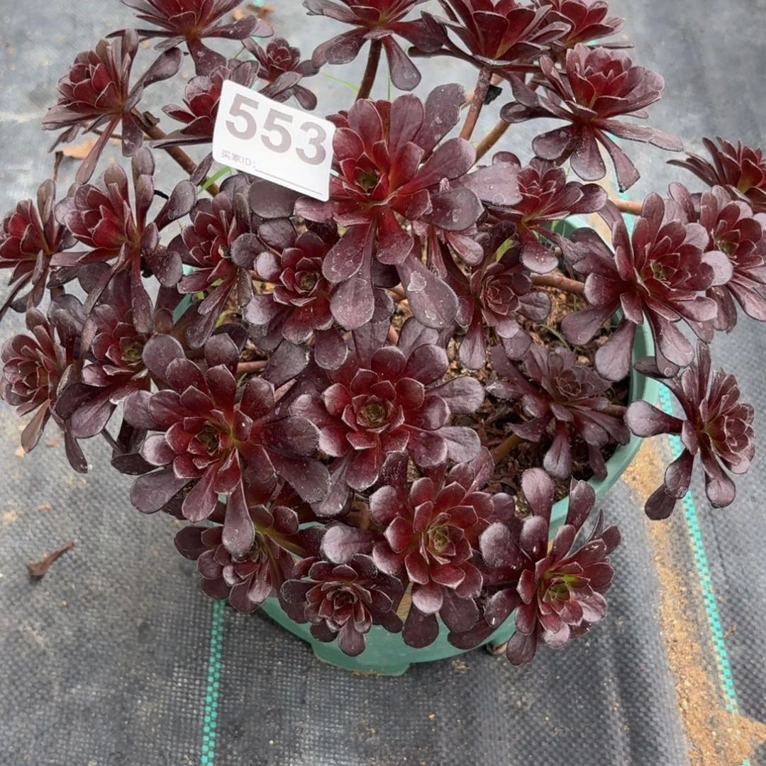 553黑珍珠多肉植物