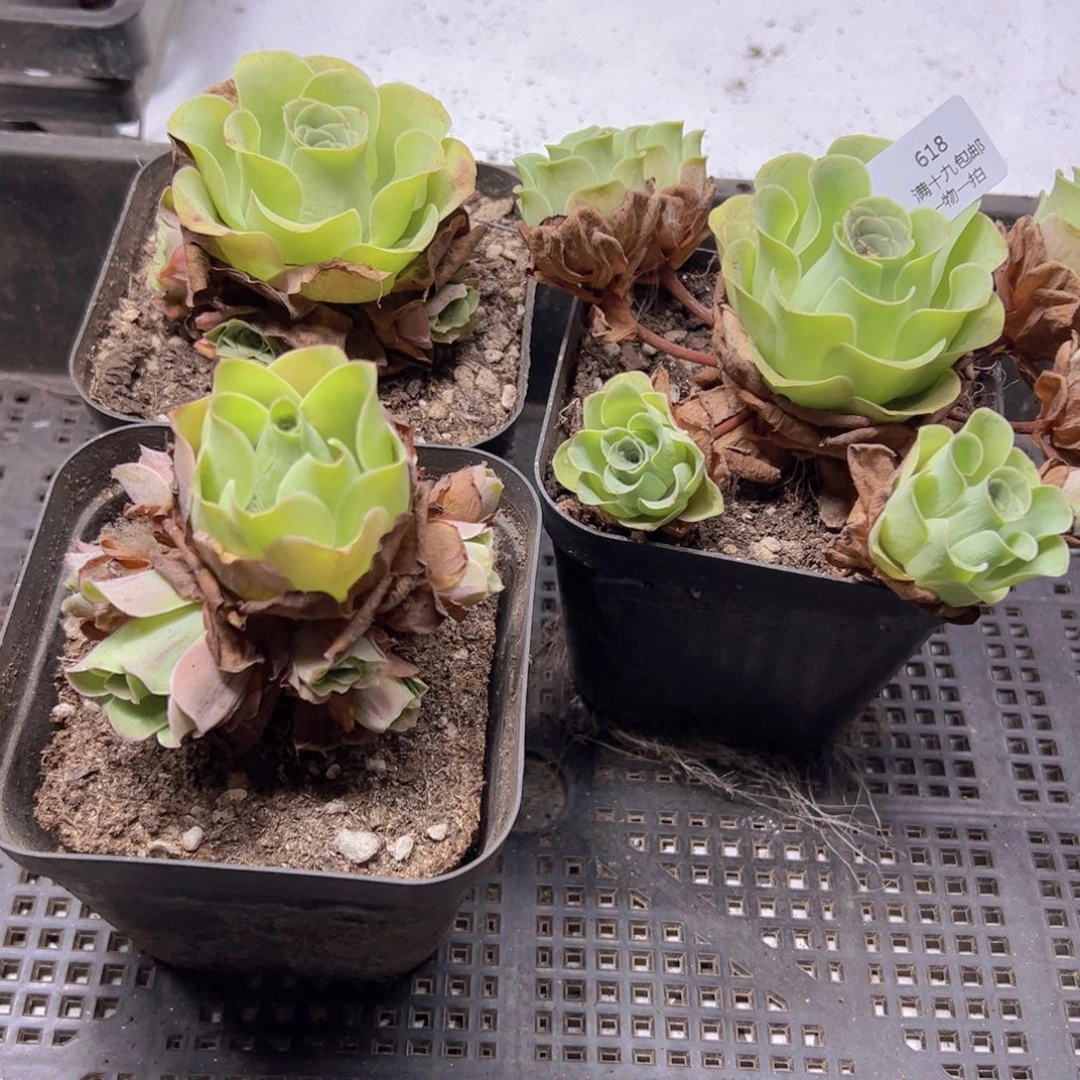 618 侧牙掉了不包损无售后