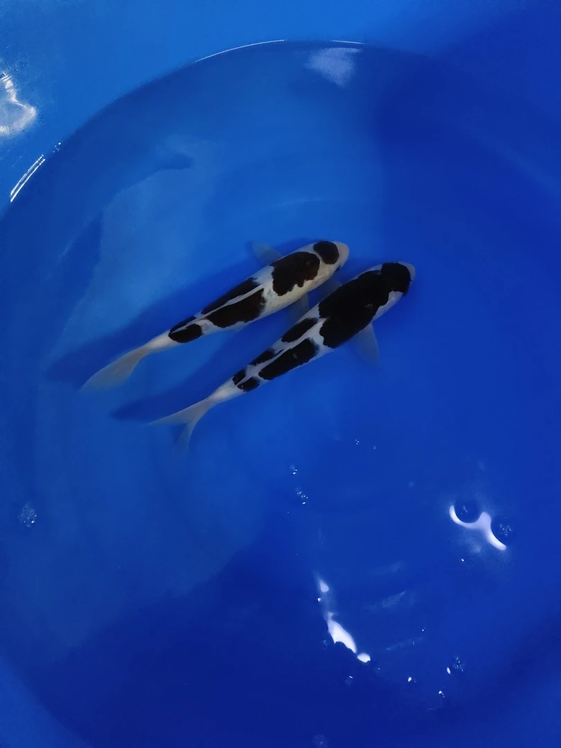 墨衣锦鲤，高端锦鲤，直播专属链接