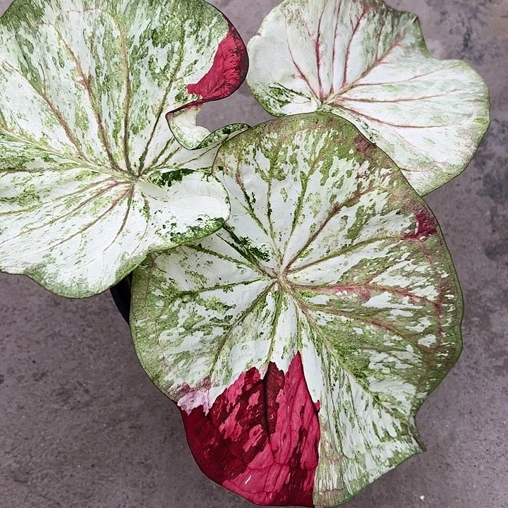 75-0530彩叶芋广东现货