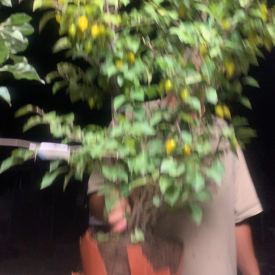 筑***何无花朵我也是一个小了吧我也是