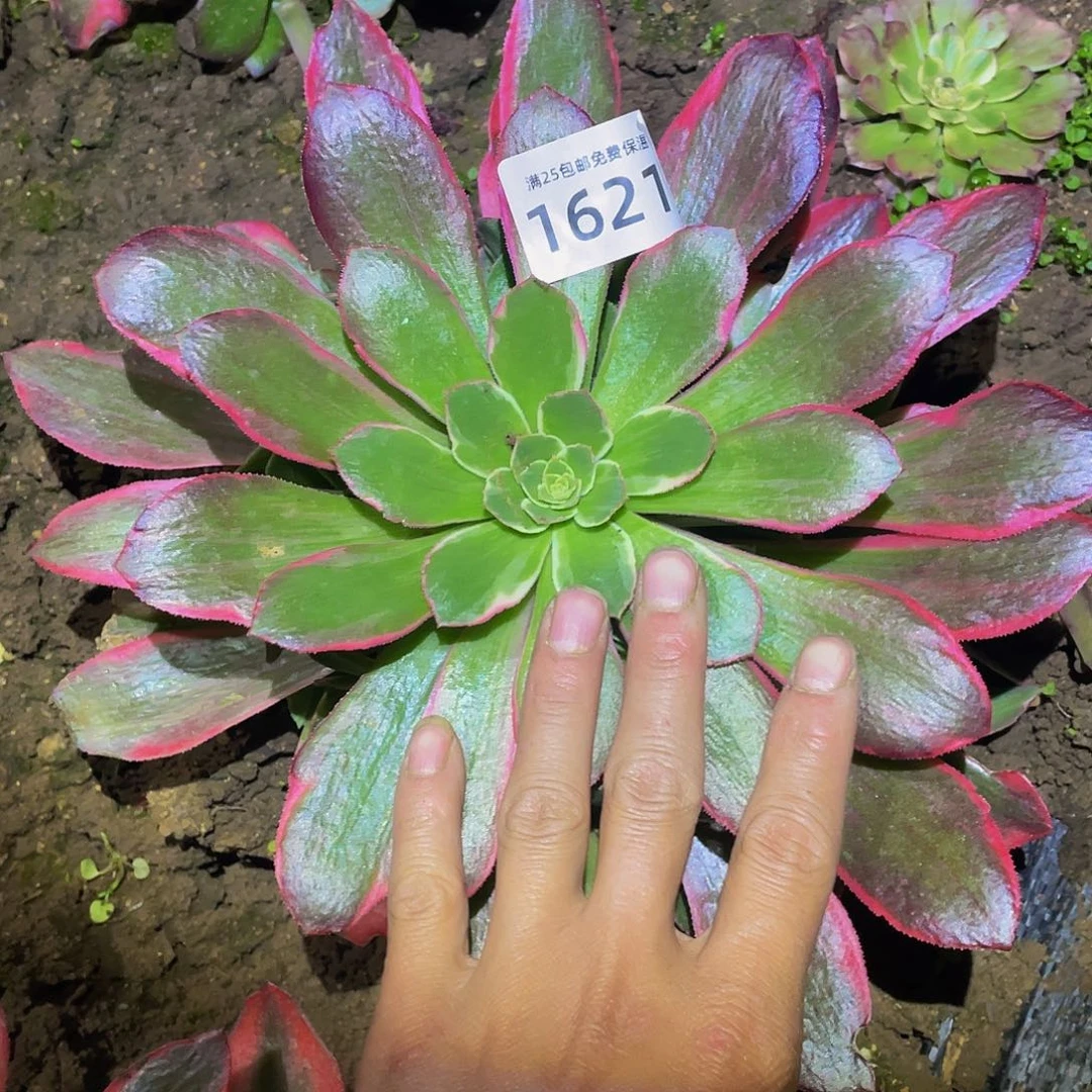 1621女妖多肉植物