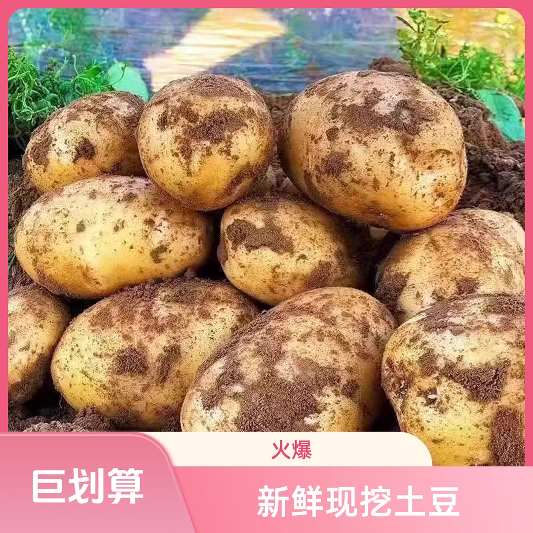 【海燕专属】贵州高山种植黄皮黄心健康洋芋土豆马铃薯又面又沙