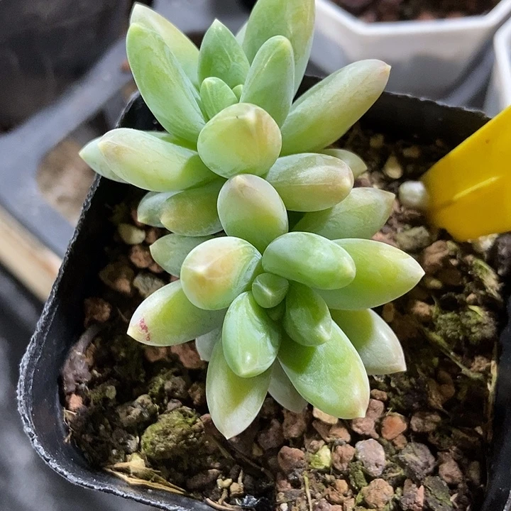 多肉植物阿蒂双头945