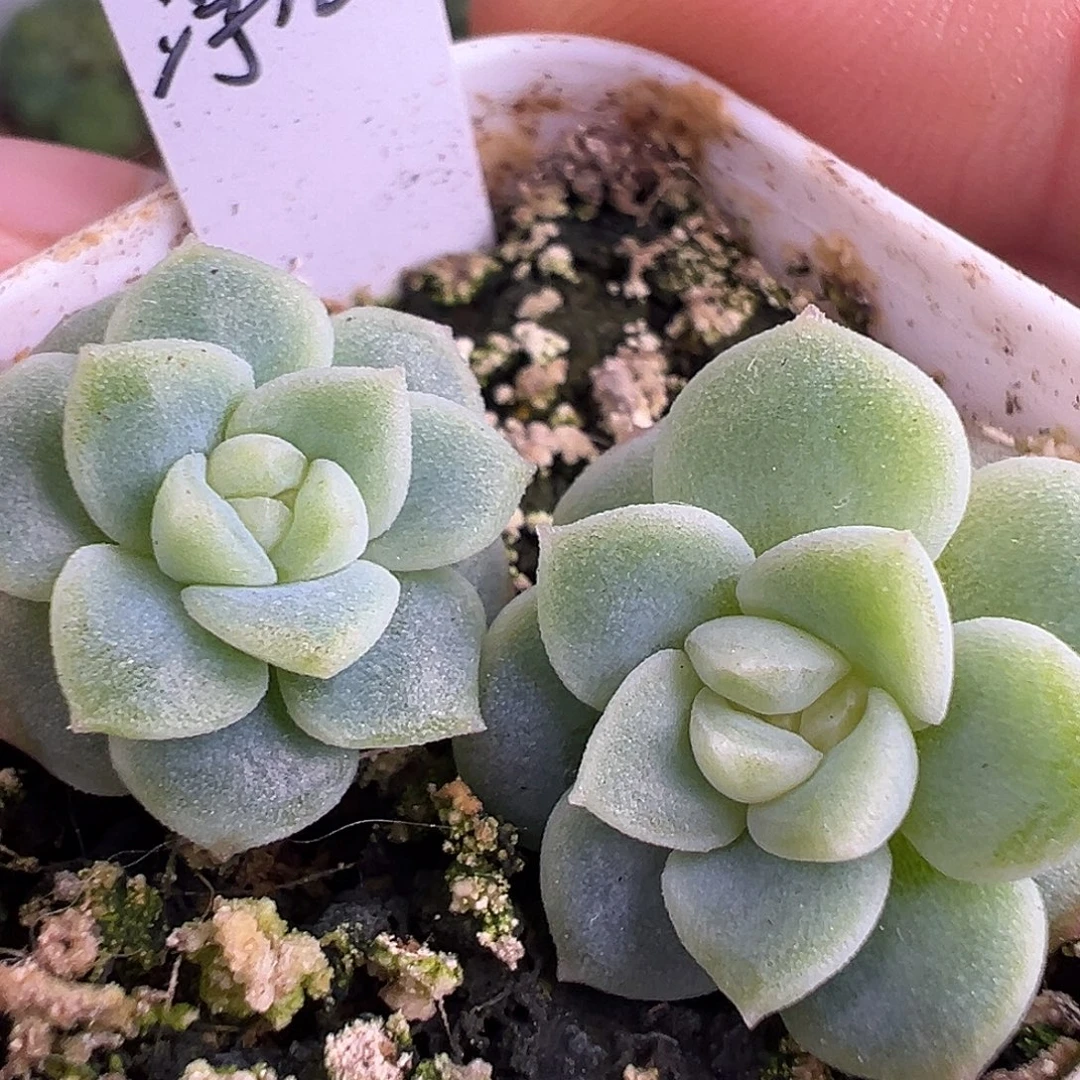 浮光 独家优选 两个单头