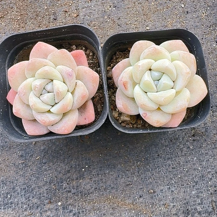 ?****?冰玉50颗多肉植物一物一拍