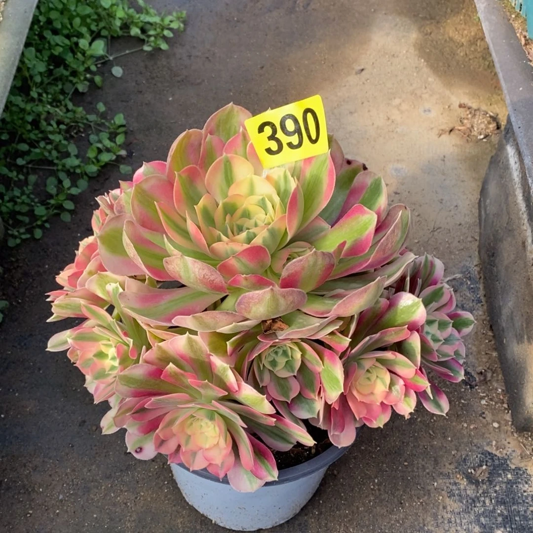 粉女巫多肉法师390