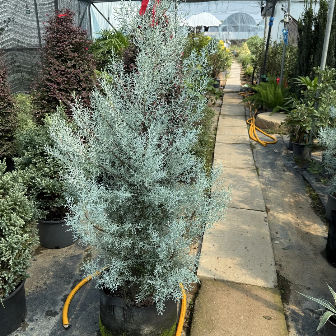 徐小姐花境 蓝冰柏耐寒耐晒适合庭院阳台户外绿植花园造景