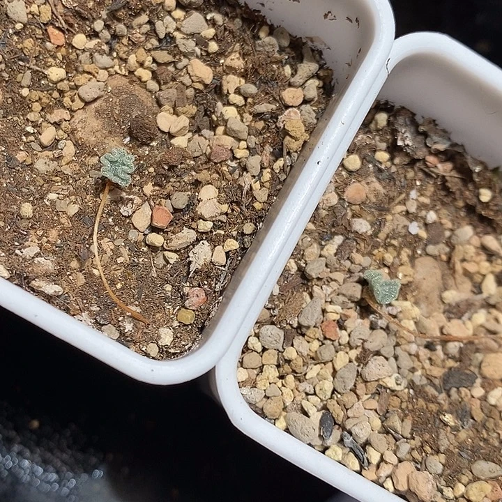2366。  冰晶海带一盒。