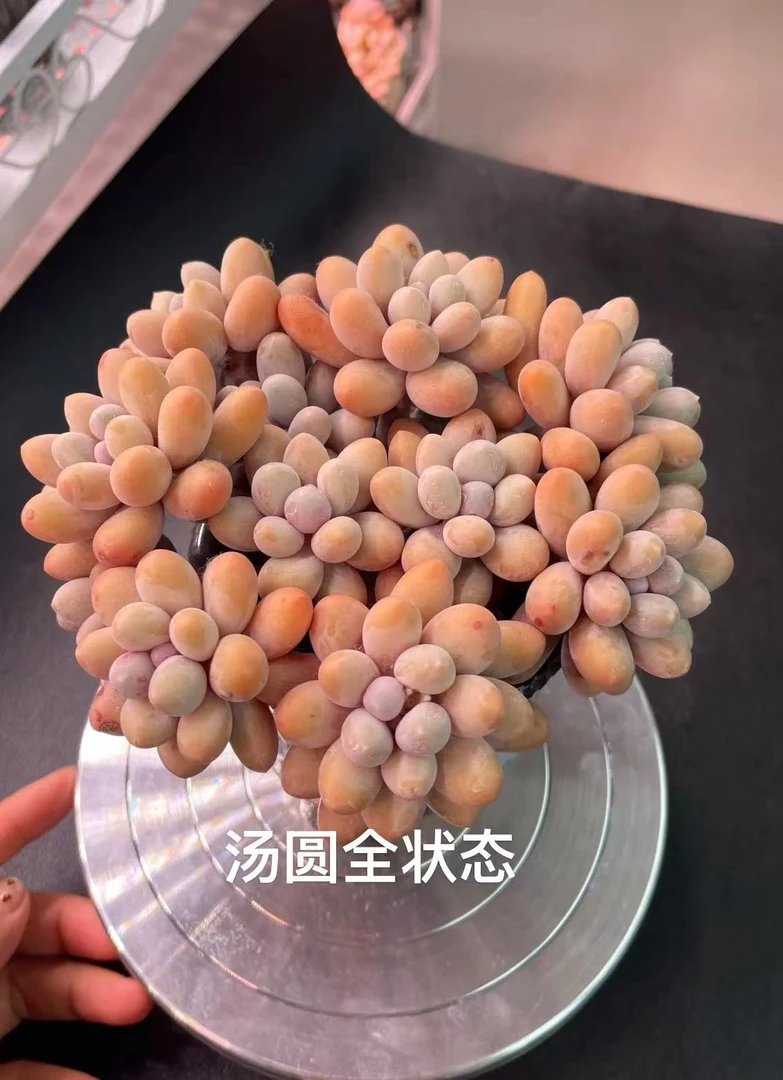 【汤圆】多肉植物多肉盆栽好养皮实适合室内外养殖多肉花卉
