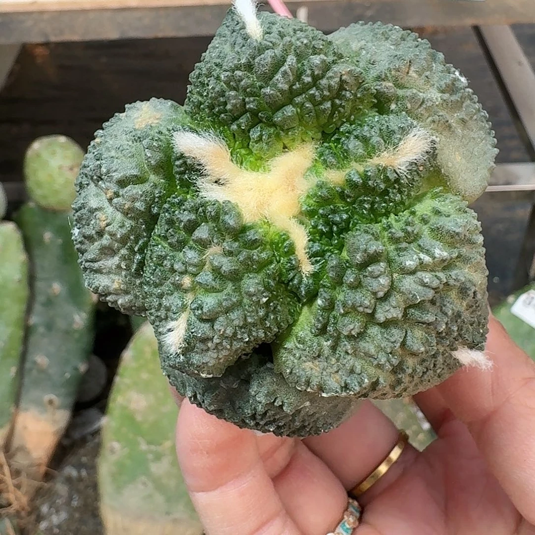 全部花朵大尤哥斯拉牡丹25